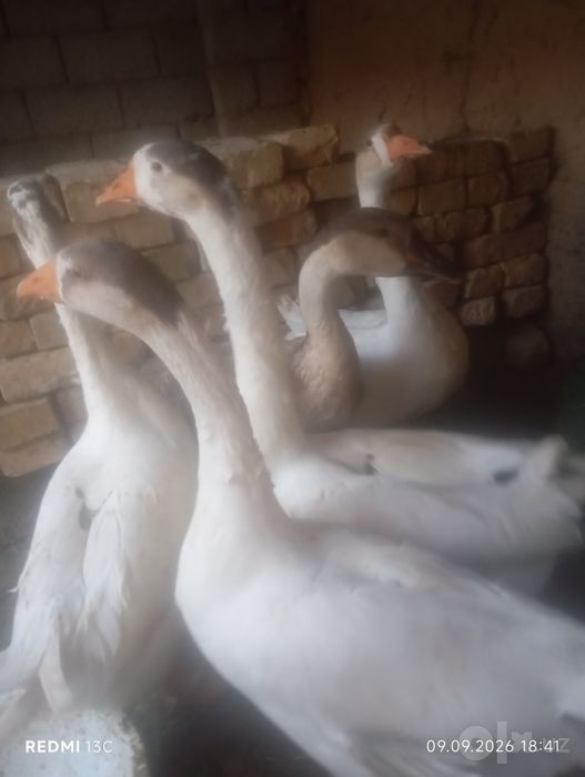 3 kun garanta beriladi