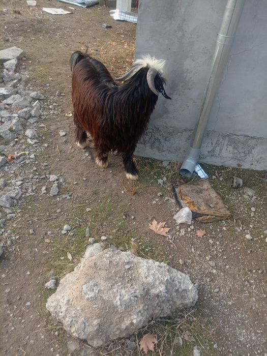 Еркак ечки нархи 2200минг тел1