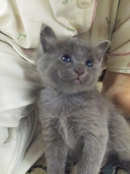 Отдам котят в добрые руки