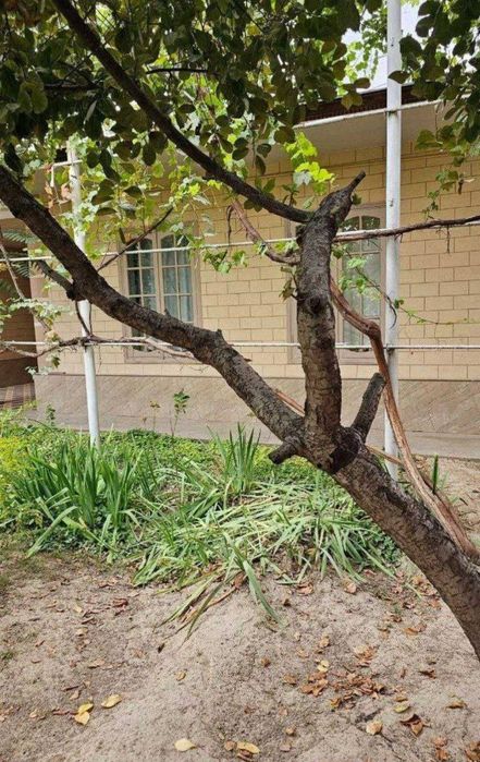 Самарканд Дарваза Аптека махалла 4,45 сотих