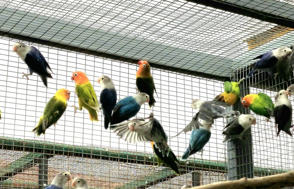 Agapornis Fischer maturi si pui diferite culori