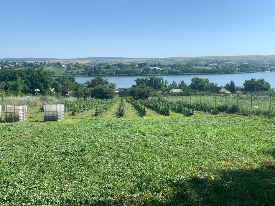Proprietate lângă lac și plantație de zmeură