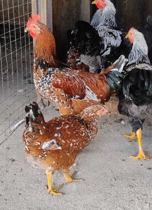 familie tineret gaini Pita Pinta Portelan