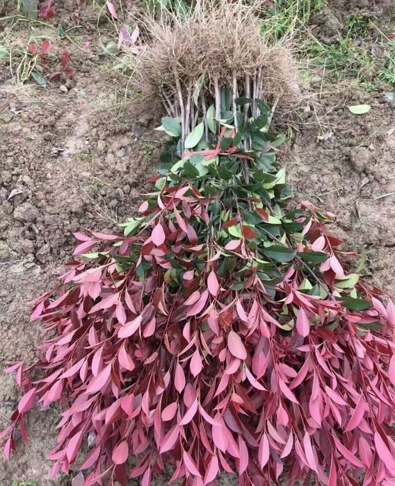 Фотиния ko'chatlari sotiladi optim narxlarda o'zbekiston bo'ylab