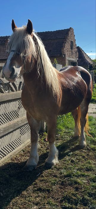 De vanzare manza de 4 ani fara defecte invatata la trasura si calarie