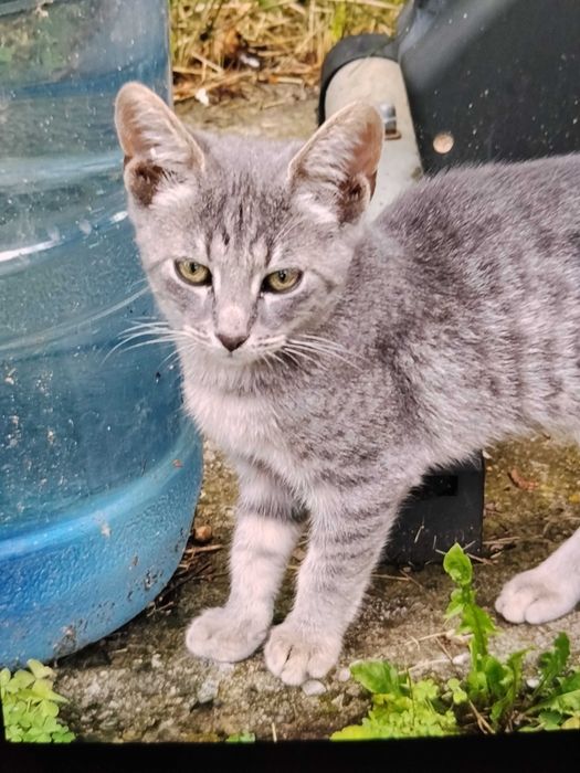 Бебета котета безплатно