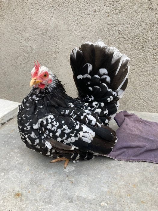 Păsări de frumusețe chabo bobat de vânzare, sunați la nr din poza