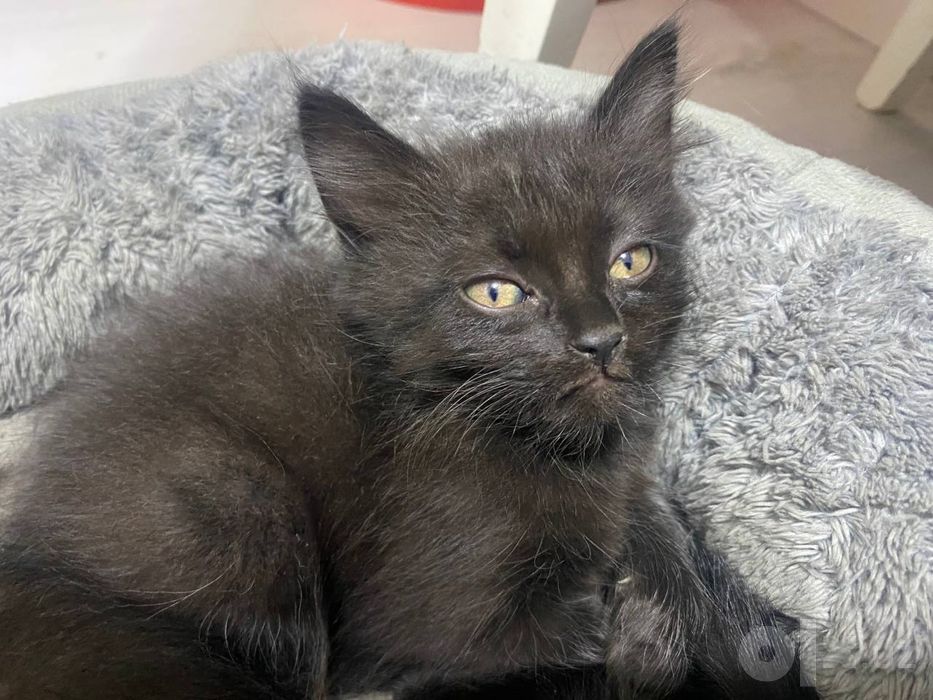 Бесплатно котята
