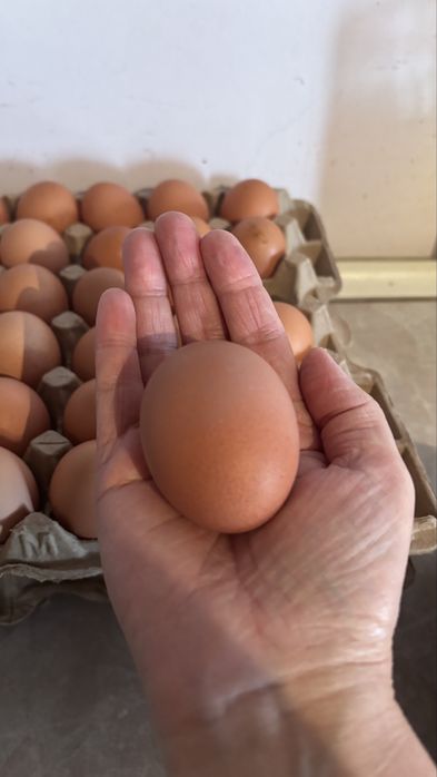 Яйца домашние,на продажу