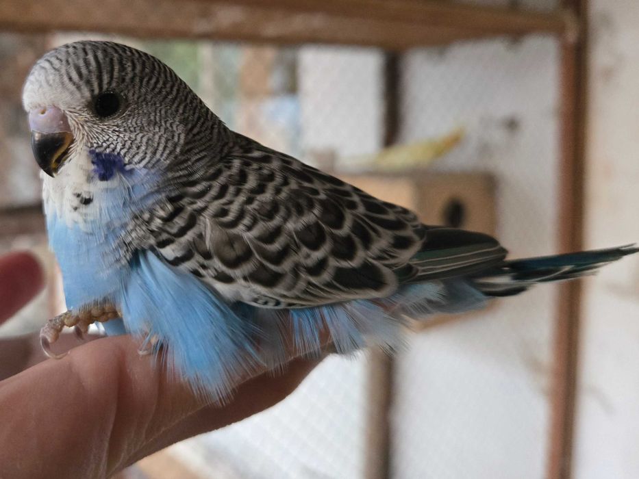 Волнистый попугайчик волнистый попугай