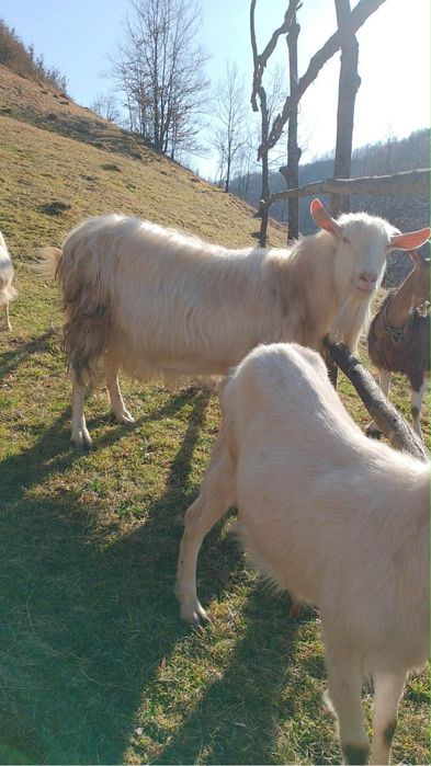 Țap de vânzare, 2 ani, Vișeu de Jos, sănătos și bine întreținut