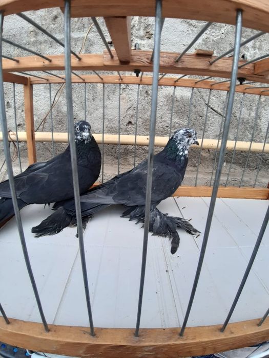 Голуби Голуби го