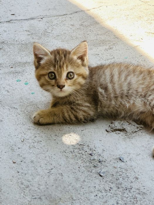 Отдам котят в добрые ручки
