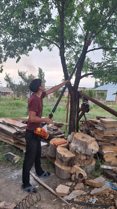Пилим валим   авариный деревя