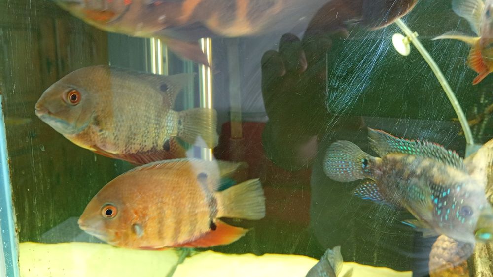 Ciclide caută o noua casa