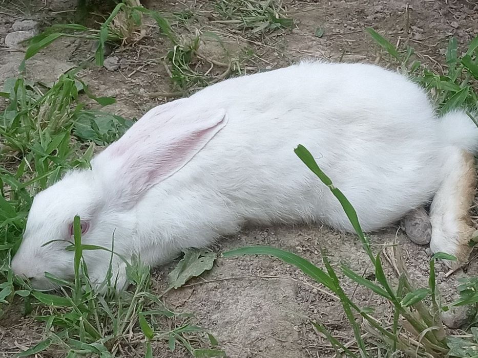 Куйон сотилади срочна!