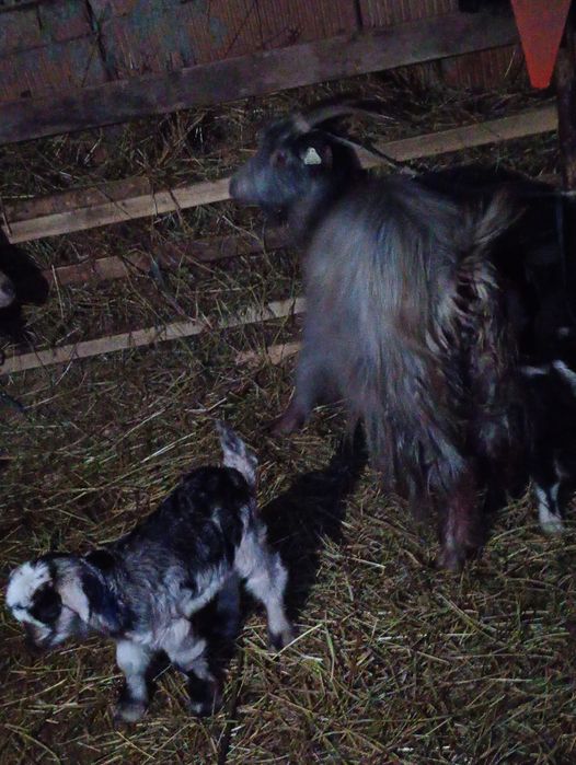 Disponibile Capre  cu Iezi