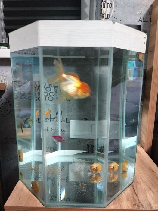 Аквариум  сотилади