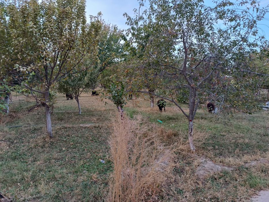 Jizzax viloyati Forish tumani Kizilkum MFY