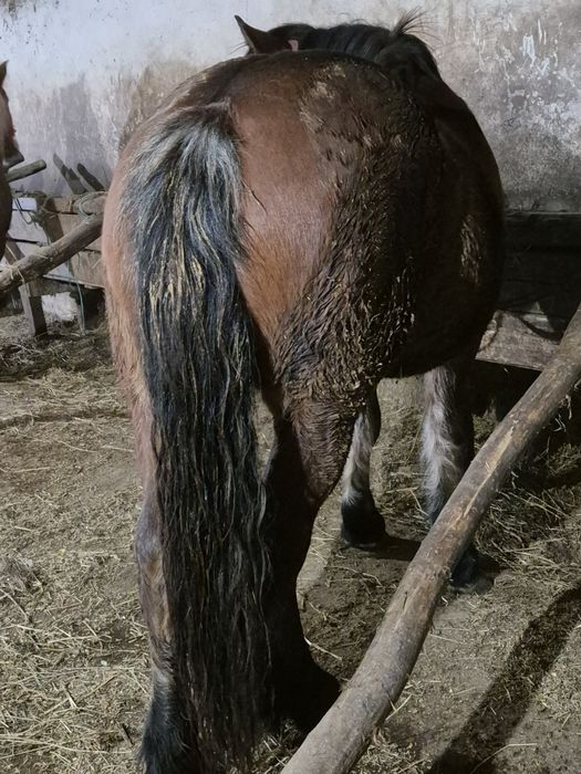 Manza semigreu romanesc