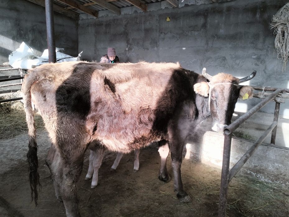 Бұзаулы сйыр сатылады