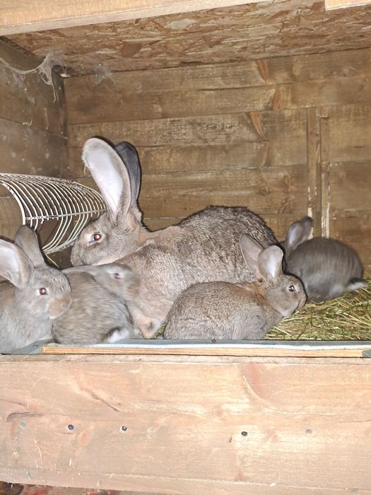 Femele urias german de 1 an cu pui de 1 luna