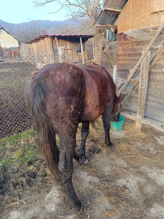 Vând cârlană , un an și șapte luni