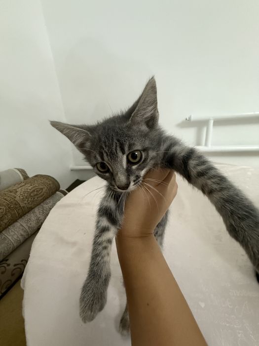 Отдам бесплатно котята
