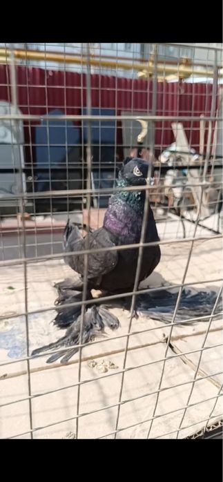 Голуби Гульсарка голубка