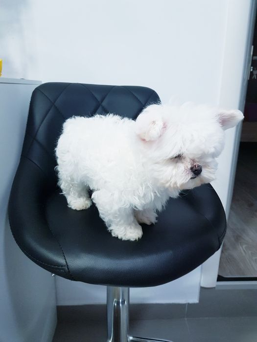 Bichon maltez toy