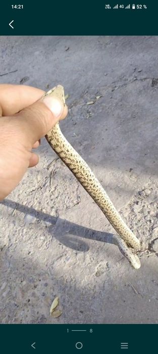 Колбар Жылан сатылады