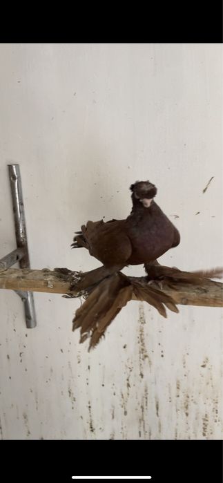 голубь красный молодой самец