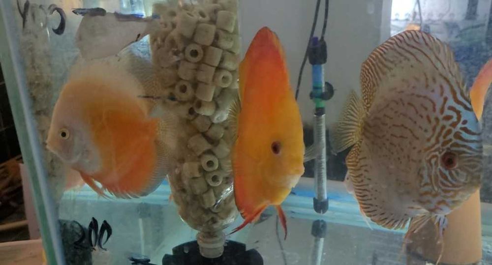 Продам рыбок дискусов