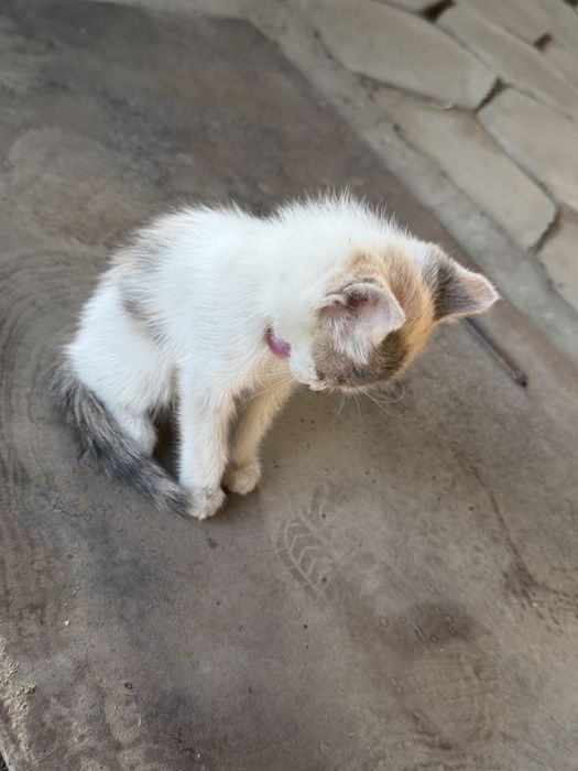 Котенок маленький, 2-3 меясяц девочка