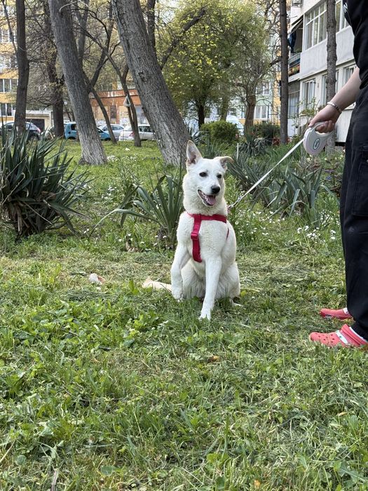 Търси дом! Здравейте, това е Айра