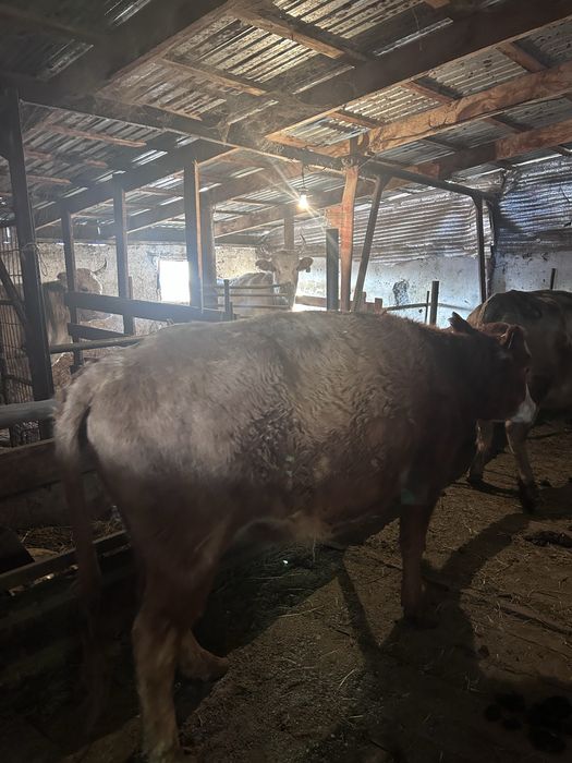 Согым семіз сатылады