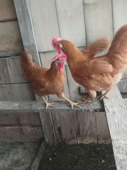 OUĂ de incubat italiana galben.