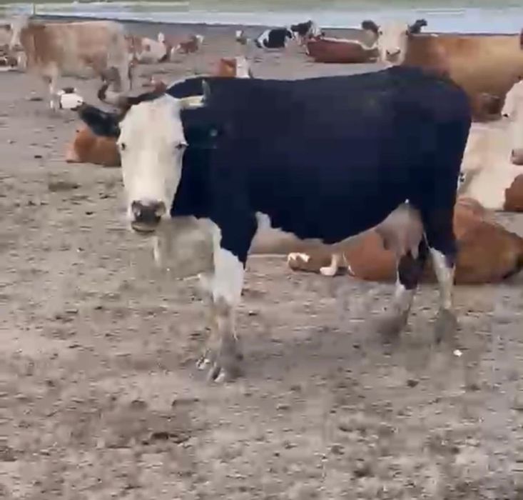 Продам коров срочно