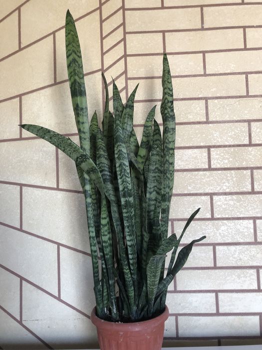 Продам комнатные цветок сансевирия