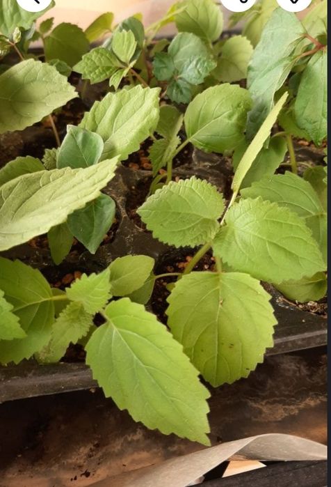 Paulownia în ghiveci, seminte, răsaduri,  plante mature în ghiveci 6m