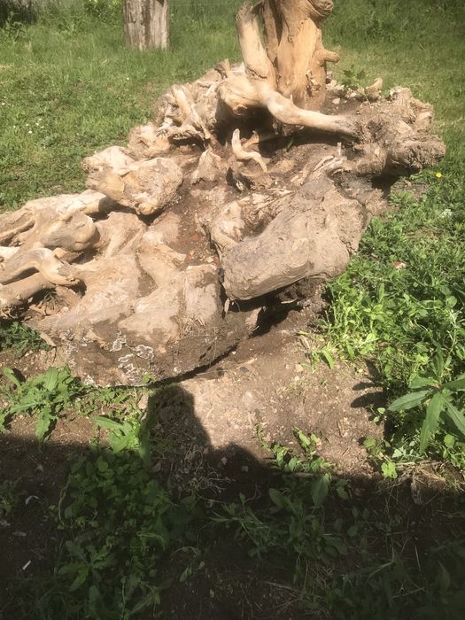 Radacina de fag pentru decotatii gradina