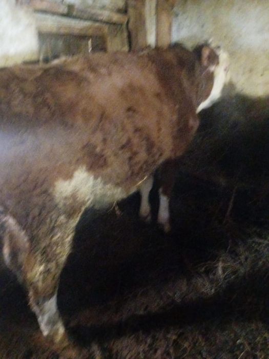 Продам 3 бычка и 1 тёлку