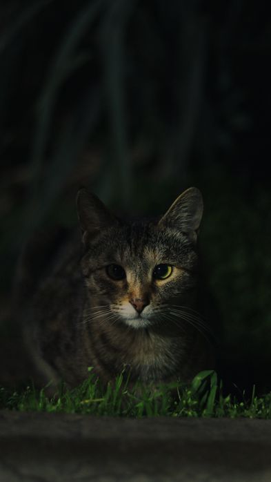 Canon EF 50mm f/1.8 STM обьектив