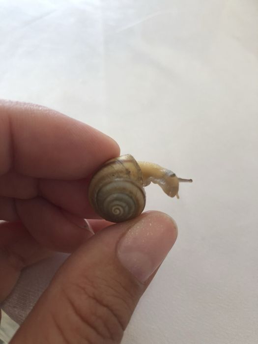 Ахатины гигантские улитки продам