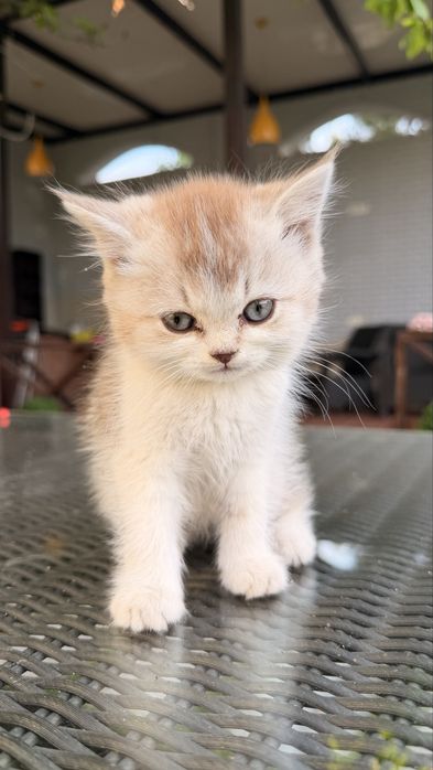 Котята от британской и шотландской вислоухой