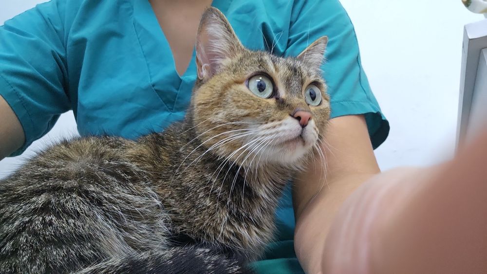 Отдам кошку в добрые руки.