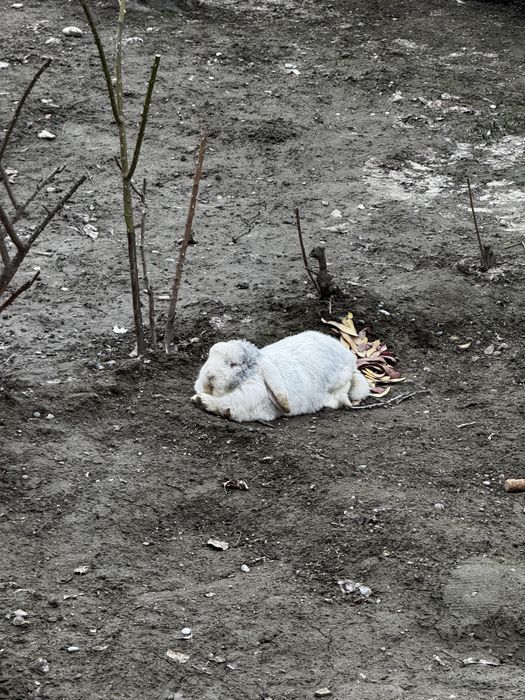 Кролик французский баран