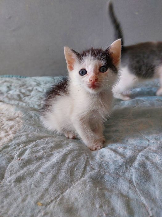 Отдам котят в добрые руки