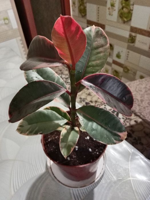 Фикус Руби Пинк продам