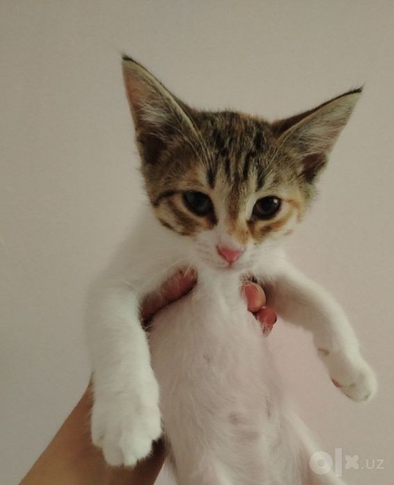 Безплатно котята